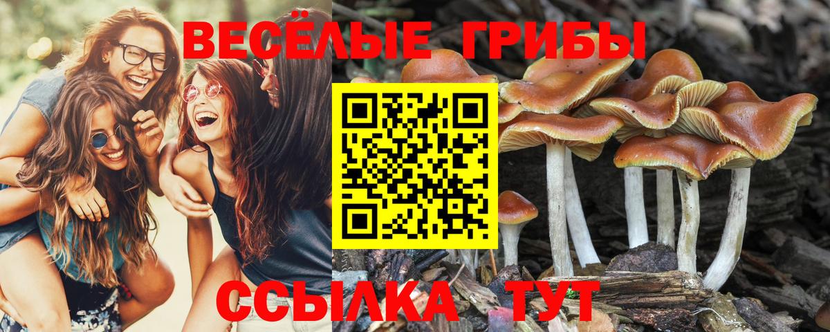 Котовск  Псилоцибиновые грибы мицелий  Вход с VPN 